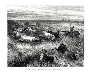 Livestock, Los Llanos, Venezuela
