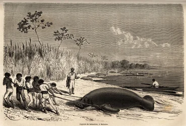 The capture of manatees in Mabuiso (Peru). Engraving in Le tour du monde, edited by Edouard Charton