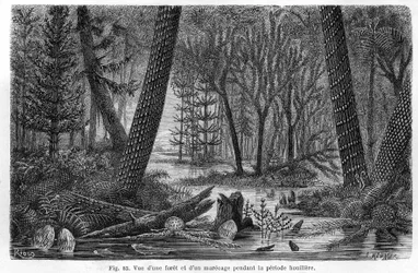 View of a forest and a marecage of the coal period
