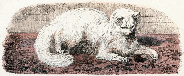 Angora Cat - Alphabet Illustrates Animals 19th Century