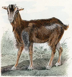 Goat - Alphabet Illustrates Animals