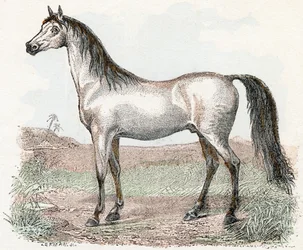 Horse - Alphabet Illustrates Animals 19th Century