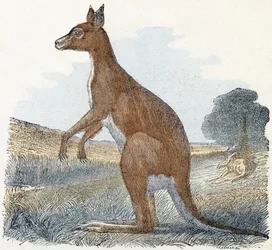 Kangaroo - Alphabet Illustrates Animals