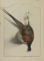 The Hunt: The Common Pheasant
