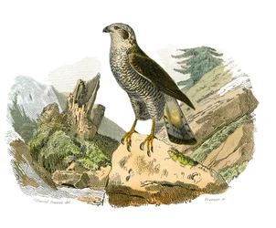 Natural History Board: Zoological Board Representing Birds of Prey at Night. The Around. Plate Drawn from the Nine Volumes on Birds in 