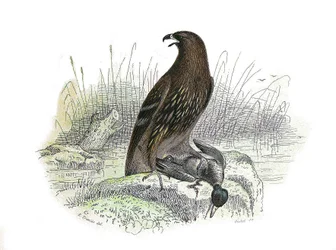 Natural History Board: Zoological board representing birds of prey at night. The little eagle. Plate drawn from the nine volumes on birds in 