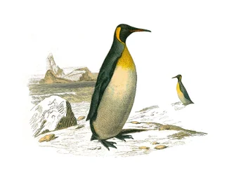 Natural History Board: Zoological board representing brachyptere palm trees (diving birds). The big one. Plate drawn from the nine volumes on birds in 