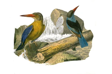 Natural History Board: Zoological board representing syndactyl passerines (having two or more soda fingers together). Big-beaked and grey-headed kingfisher. Plate drawn from the nine volumes on birds in 