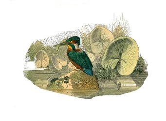 Natural History Board: Zoological board representing syndactyl passerines (having two or more soda fingers together). The kingfisher. Plate drawn from the nine volumes on birds in 