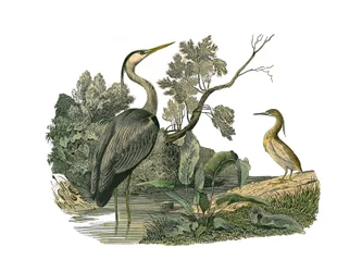 Natural History Board: Zoological board representing waterbirds and cultrirostrous waders (with large, long and strong bills): heron and crab. Plate drawn from the nine volumes on birds in 