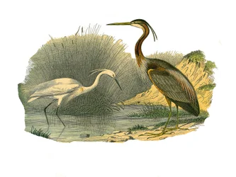 Natural History Plate: Zoological board representing waterbirds and cultrirostrous waders (with large, long and strong bills): eagrette and purple heron. Plate drawn from the nine volumes on birds in 