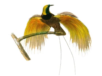 Natural History Board: Zoological Board Representing Conirostrous Passerines