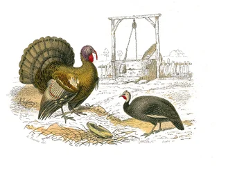 Zoological Board Representing Gallinaceous Birds