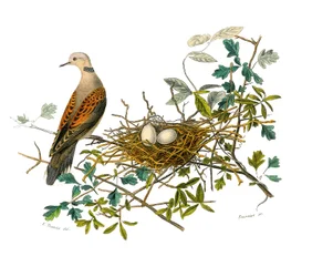 Natural history board: Zoological board representing gallinaces: the dove near its nest. Plate drawn from the nine volumes on birds in 