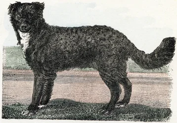 Newfoundland, Newfoundland - Alphabet illustrates animals 19th century
