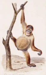 Orangutan, 1836