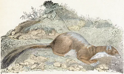 Snoopy - Alphabet Illustrates Animals 19th Century