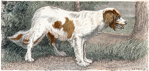 Spaniel (Dog) - Alphabet Illustrates Animals