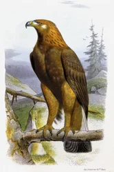 The Golden Eagle