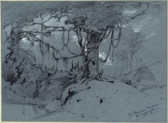 Tree with Climbing Plants