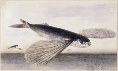 Fish Studies (Flying Fish)