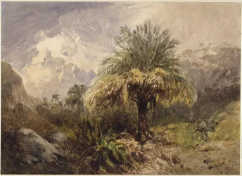 Palm Trees in the Mountains