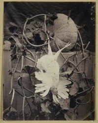Still Life with Dead Bird and Pumpkin