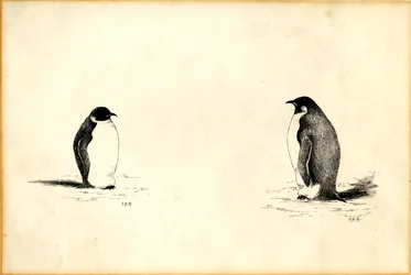 Emperor penguins