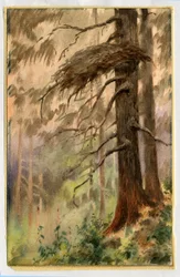 Goshawks nest, 1898-99