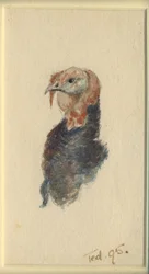 Study of a turkey, 1895