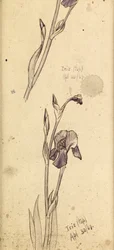Irises
