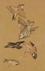 Love Leading the Pilgrim - Study of Birds: Finches