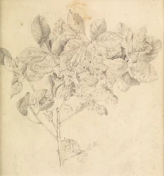 Study for Apple Orchard