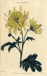 Yellow Flowered Chinese Chrysanthemum
