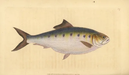 Allis shad, Alosa alosa (Shad, Clupea alosa). Handcoloured copperplate drawn and engraved by Edward Donovan from his Natural History of British Fishes, Donovan and F.C. and J. Rivington, London