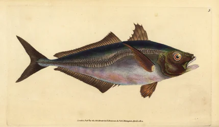 Atlantic Horse Mackerel, Trachurus trachurus (Scad, Scomber trachurus). Handcoloured Copperplate Drawn and Engraved by Edward Donovan from His Natural History of British Fishes, Donovan and F.C. and J. Rivington, London