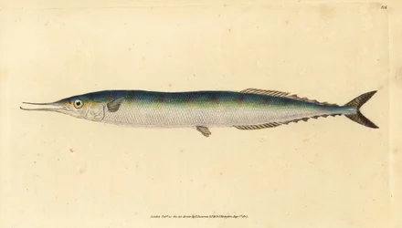 Atlantic saury, Scomberesox saurus saurus