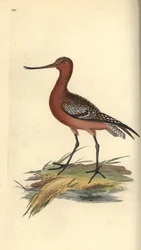 Bar-tailed godwit, Limosa lapponica