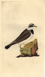 Common ringed plover. Charadrius hiaticula. Copper engraving by Edward Donovan, published in Histoire naturelle des oiseaux britanniques, London