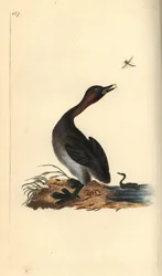 Black chin grebe, Podiceps hebridicus. (Little grebe, Tachybaptus ruficollis?) Handcoloured copperplate drawn and engraved by Edward Donovan from his own “Natural History of British Birds,” London