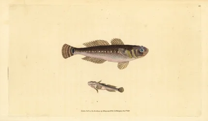 Black goby, Gobius niger. Hand-coloured copperplate drawn and engraved by Edward Donovan from his Natural History of British Fishes, Donovan and F.C. and J. Rivington, London