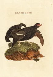 Black Grouse