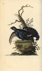 Black Grouse. Handcoloured copperplate by Edward Donovan from 