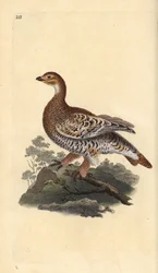 Black grouse or blackgame, Tetrao tetrix