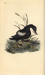 Black Guillemot or Tystie, Cepphus grylle, with Fish in its Beak