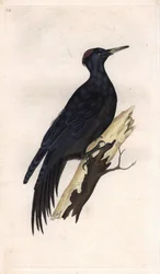 Black woodpecker. Dryocopus martius (Picus martius). Copper engraving by Edward Donovan (1768-1837), published in Histoire naturelle des oiseaux britanniques, London