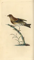 Brambling, Fringilla montifringilla. Handcoloured copperplate from Natural History of British Birds, London