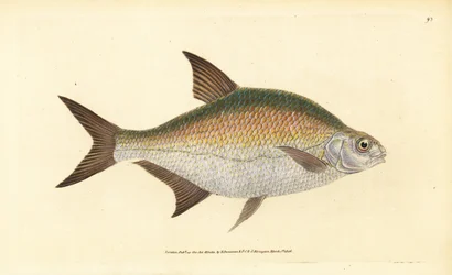 Bream, Abramis brama (Cyprinus brama). Handcoloured Copperplate Drawn and Engraved by Edward Donovan from His Natural History of British Fishes, Donovan and F.C. and J. Rivington, London