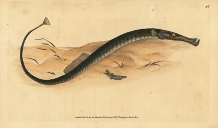 Broadnosed or Shorter Pipefish, Syngnathus typhle. Handcoloured Copperplate Drawn and Engraved by Edward Donovan from His Natural History of British Fishes, Donovan and F.C. and J. Rivington, London