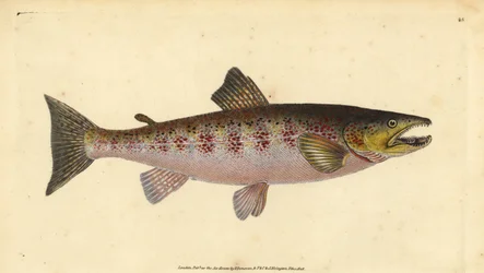 Brown Trout, Salmo trutta fario